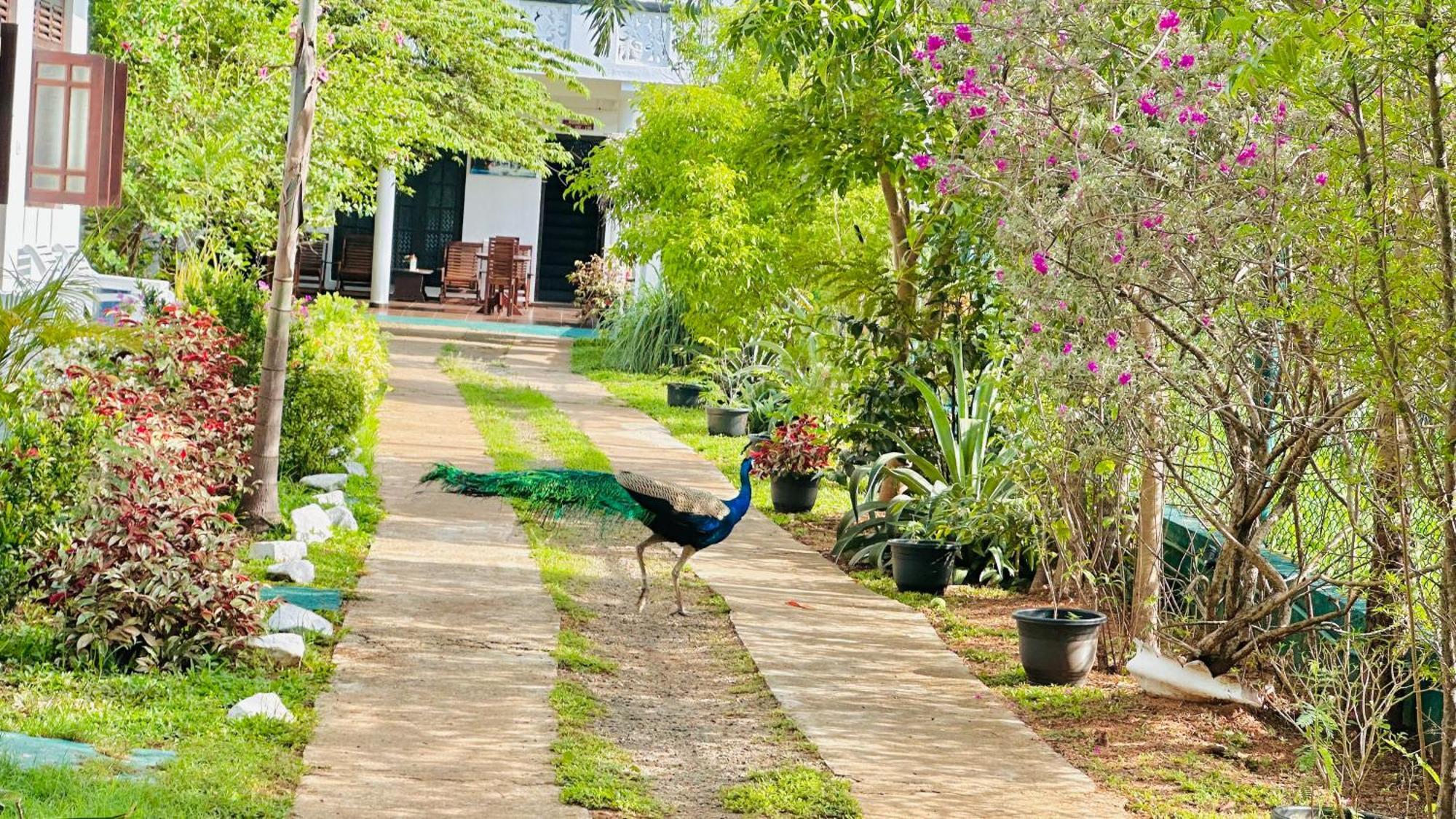 Resort New Peacock *