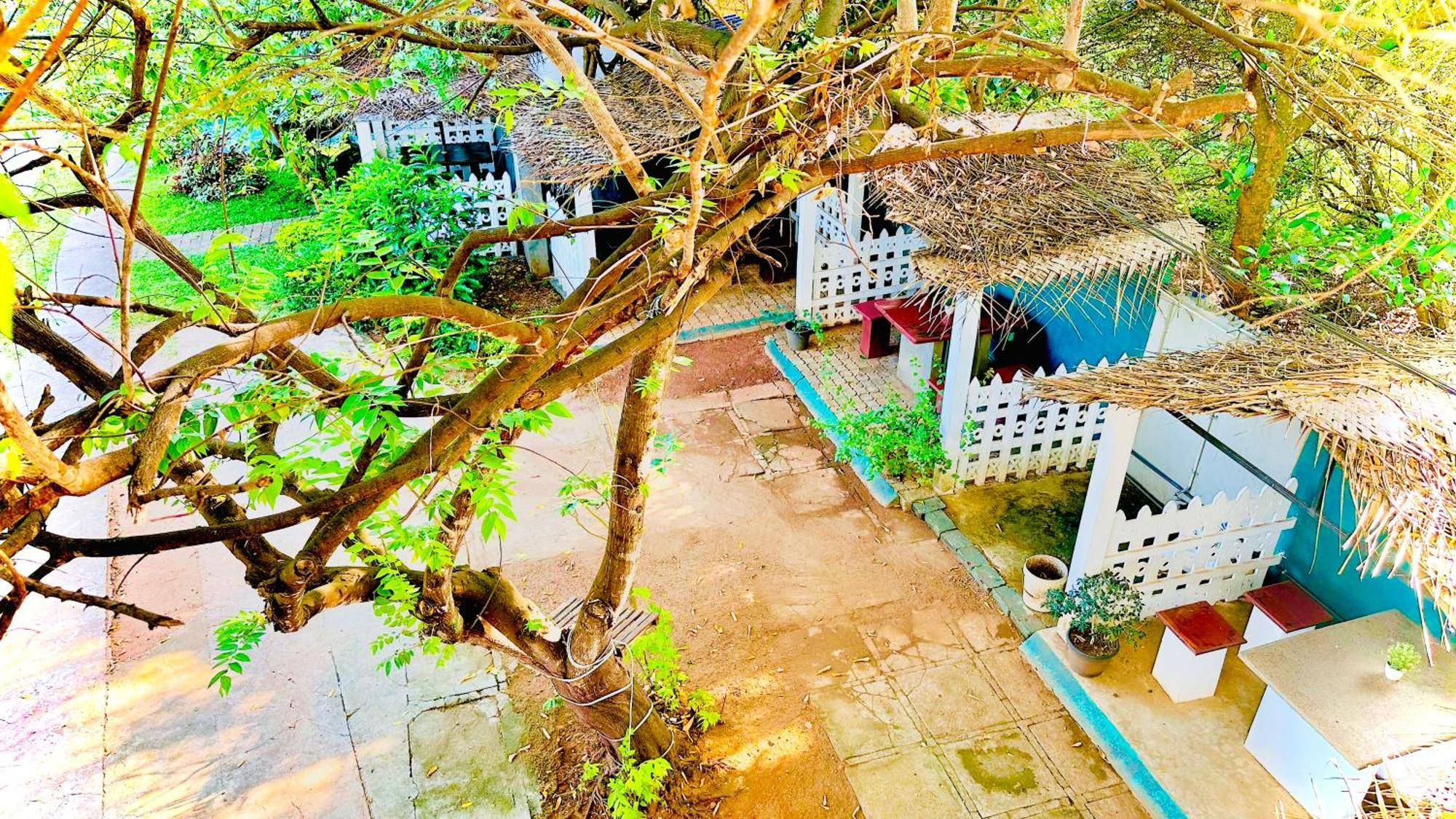 New Peacock * Dambulla